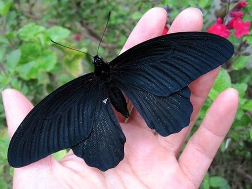 El verdadero significado de la mariposa negra que llega a tu hogar