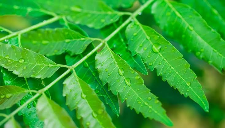Neem: usos, beneficios con evidencia limitada y precauciones para su uso seguro