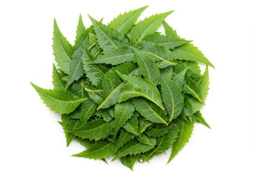 Imágenes de Neem Leaf: descubre bancos de fotos ...