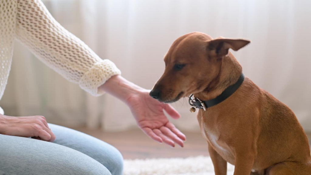 Por qué los perros olfatean las zonas íntimas de las personas y cómo manejarlo con tranquilidad