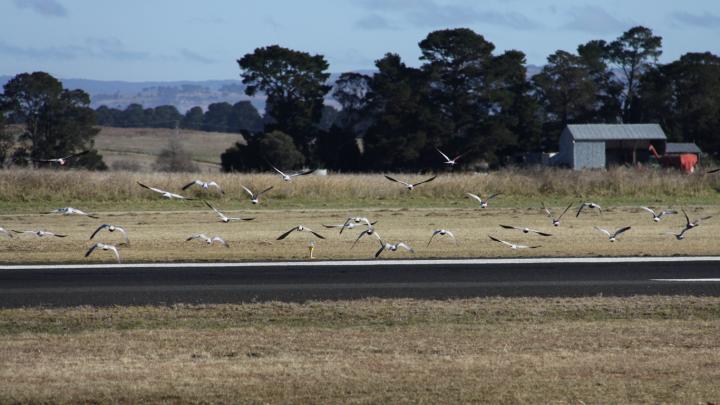 Por qué las aves se acercan a los aviones y cómo los aeropuertos previenen accidentes