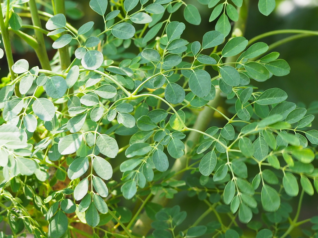 Moringa: hoja nutritiva valorada pero que requiere precaución - DK EaCash