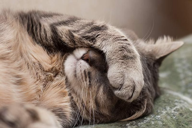 ¿Por qué un gato lame a otro? Estudio revela que este comportamiento tiene diversos significados