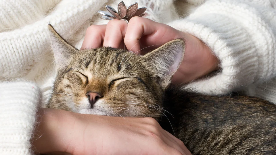 ¿Por qué un gato lame a otro? Estudio revela que este comportamiento tiene diversos significados