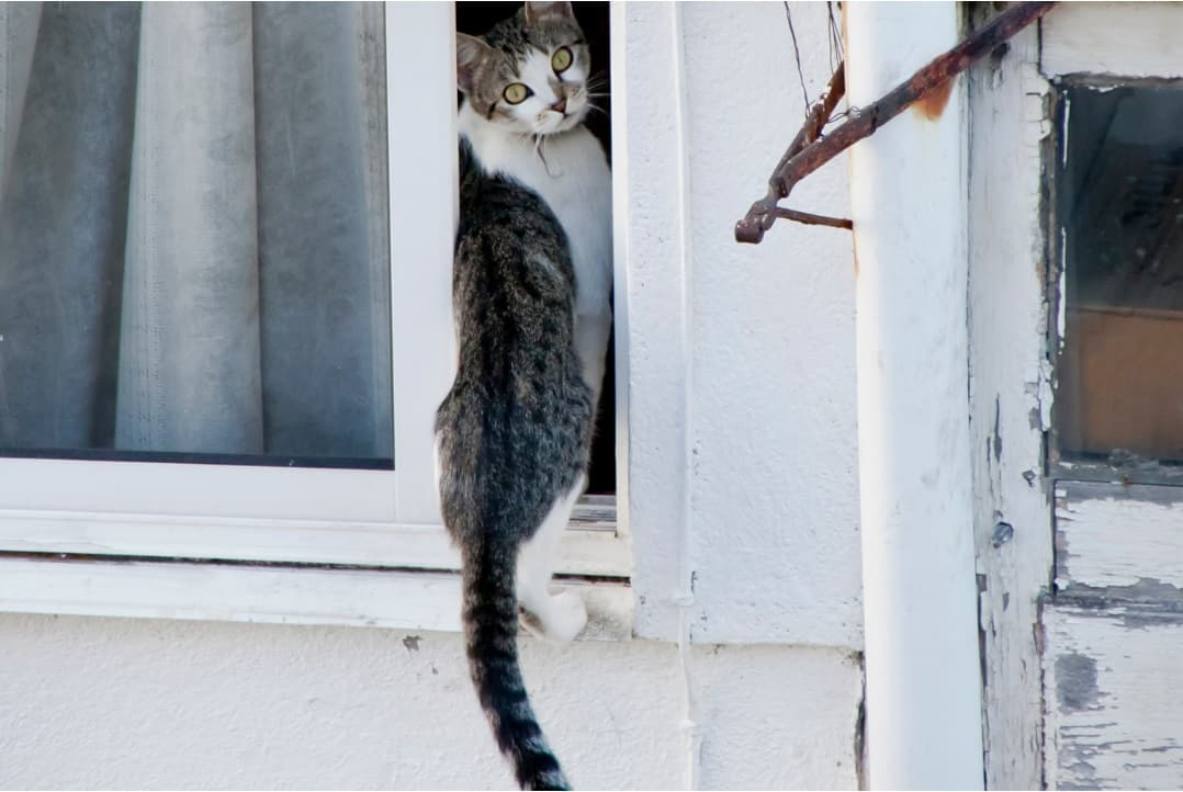 ¿Por qué un gato lame a otro? Estudio revela que este comportamiento tiene diversos significados