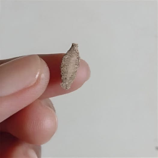 Pequeño insecto silente en paredes y techos que despierta curiosidad doméstica