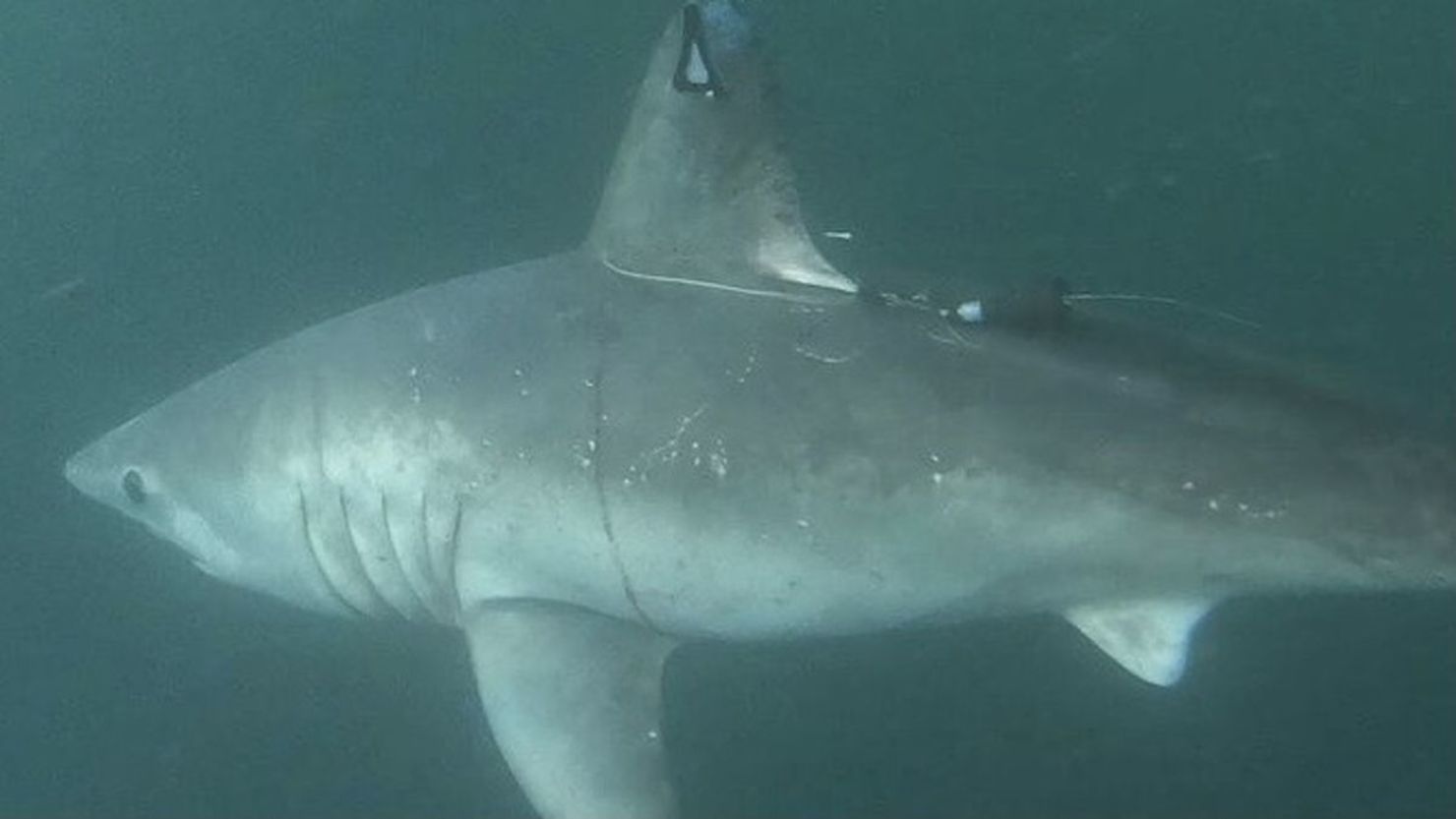 Hallazgo Científico Revela que un Tiburón Gigante Depredó a un Marrajo Sardinero