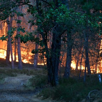 Un incendio arrasa los bosques de Fontainebleau, hogar de un histórico castillo, ciervos y jabalíes, a las puertas de París