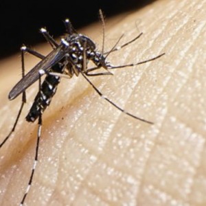 Prevenir el virus del Zika y Dengue