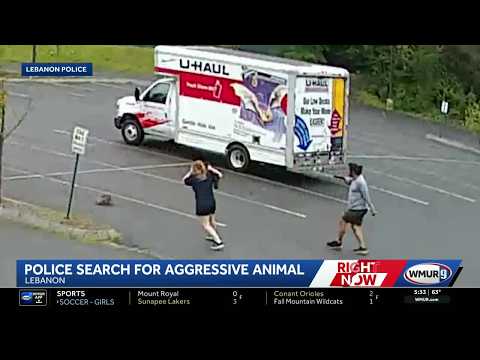 Alerta en comunidad de New Hampshire: animal salvaje ataca a tres personas, sospechan posible rabia
