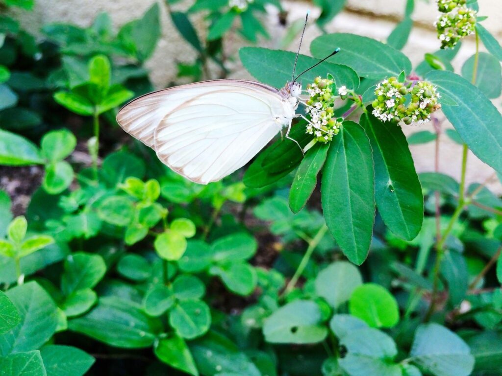 Mariposas blancas en el hogar: interpretación simbólica y razón natural de su aparición