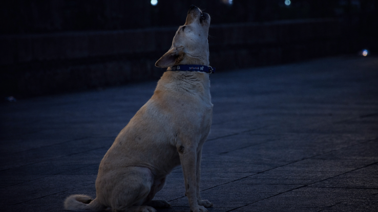 Por qué los perros aúllan por la noche: explicación científica del comportamiento