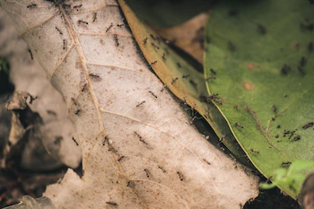 El truco infalible para que las hormigas no se acerque a tu jardín (Pixabay)