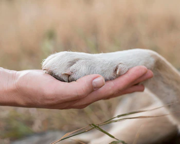El animal quedó lesionado en varias partes de su cuerpo y se encuentra siendo atendido por especialistas - crédito Freepik