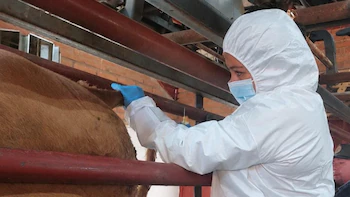 Una persona con traje de protección blanco, mascarilla y guantes azules examina a una vaca sujeta en una estructura metálica