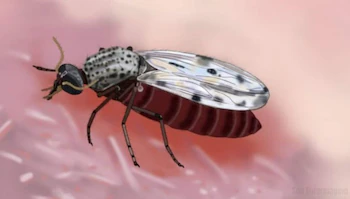 Ilustración de un insecto alado con tórax moteado, alas translúcidas con manchas oscuras y abdomen abultado sobre una superficie rosada
