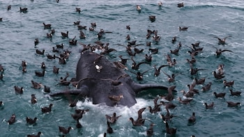 Ballenas muertas en Chubut: qué pasa con los cadáveres y por qué no siempre los retiran de la playa