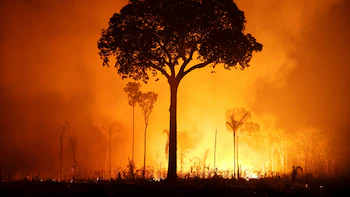 Por qué la selva amazónica dejó de ser un escudo contra el cambio climático y cómo la acción humana multiplicó sus emisiones de carbono